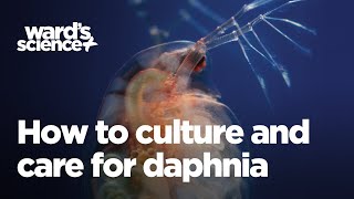 Caring and Culturing for Daphnia [upl. by Averell726]