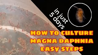 How to Culture Magna Daphnia Easily [upl. by Yajeet]