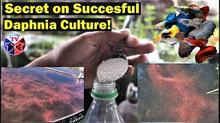 How to Culture Daphnia Successfully [upl. by Attenweiler989]