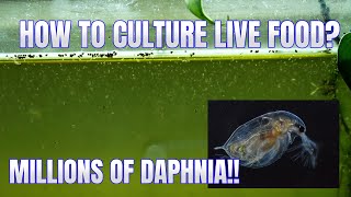 How to Culture Daphnia Secret Method to Breed MILLIONS  Simply Aquatic [upl. by Woodhead]