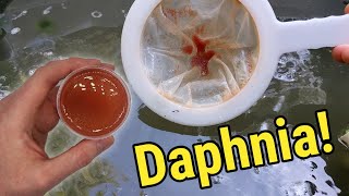 How I Culture Daphnia In Outdoor Tubs [upl. by Navannod]