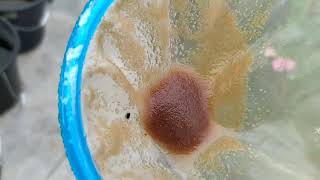 How to culture daphnia moina in a small container Part 1 English Subtitle [upl. by Irved]