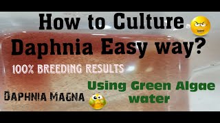 Daphnia MagnaHow to Culture Daphnia Easy wayCulturing Daphnia using Green water Daphnia [upl. by Santiago134]