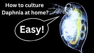 BEST Live Fish Food Beginner guide How to Culture Daphnia at home [upl. by Ennairac]