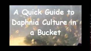 How to culture daphnia outside [upl. by Concepcion]