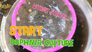 How to culture daphnia moina the easy way 1  Starting the Daphnia culture [upl. by Zetnwahs982]