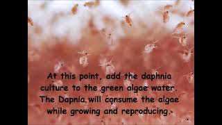 Daphnia  How to grow daphnia in your home [upl. by Anoj]