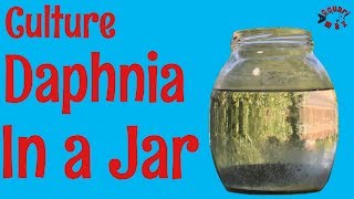 How to Culture Daphnia in a Jar [upl. by Amat]