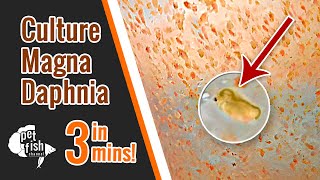 How to culture DAPHNIA MAGNA  The easy way [upl. by Isaac]