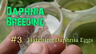 Daphnia Culture made simple and easy 3  Hatching Daphnia eggs [upl. by Intruoc32]