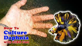 How to Culture Daphnia with ZERO Cost  Unlimited Live Food For Our Fish [upl. by Magnolia]