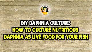 DIY Daphnia Culture How to Culture Nutritious Daphnia as Live Food for Your Fish [upl. by Gnart]