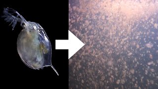 How I Culture Daphnia [upl. by Mommy]