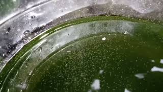 DAPHNIA MOINA CULTURE IN A SMALL BUCKET [upl. by Eivla]