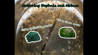 How To Culture Daphnia and Moinas using Green Water Spirulina powder [upl. by Adnohsak]