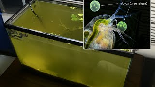 Raising Daphnia for the Freshwater Aquarium [upl. by Aseeram]