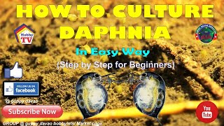 HOW TO CULTURE DAPHNIA In Easy Way [upl. by Ilise]